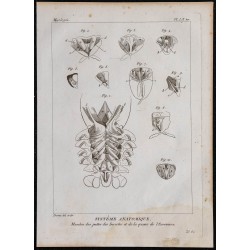 1825 - Muscles d'insectes et de l'écrevisse 