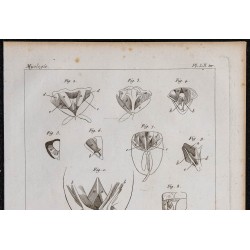 1825 - Muscles d'insectes et de l'écrevisse 