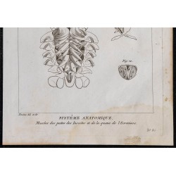1825 - Muscles d'insectes et de l'écrevisse 