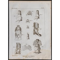 1825 - Larynx humain 