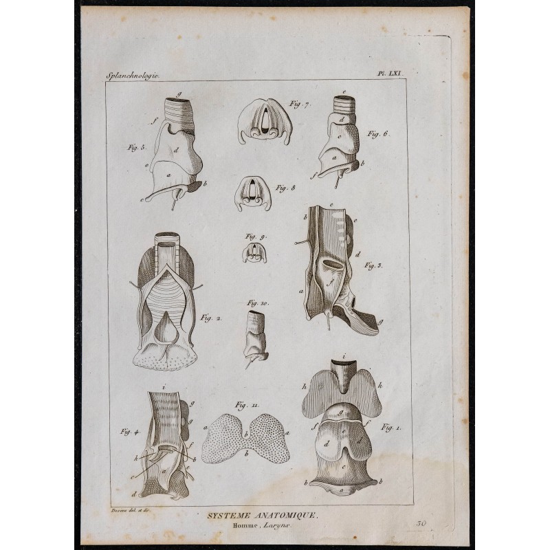 1825 - Larynx humain 