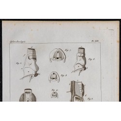 1825 - Larynx humain 
