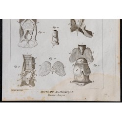 1825 - Larynx humain 