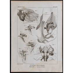 1825 - Cerveau et oreille du mammifère 