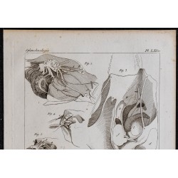1825 - Cerveau et oreille du mammifère 