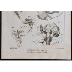 1825 - Cerveau et oreille du mammifère 