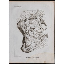 1825 - Viscères de la digestion humaine 