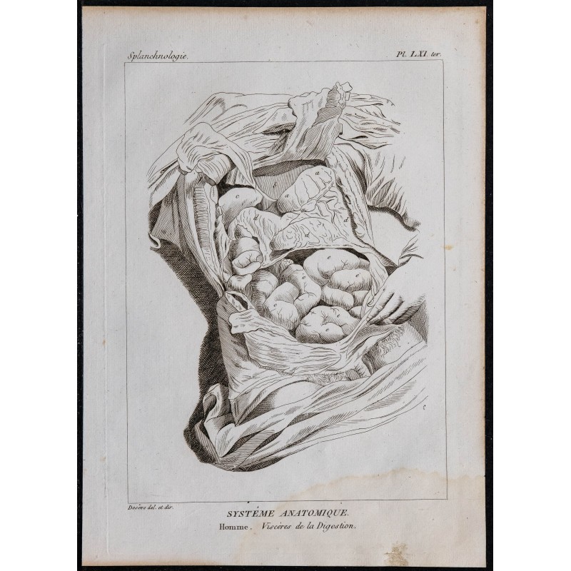 1825 - Viscères de la digestion humaine 