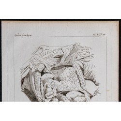 1825 - Viscères de la digestion humaine 