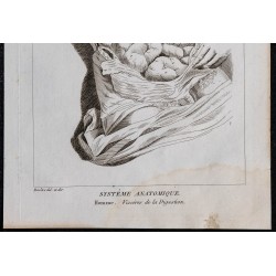 1825 - Viscères de la digestion humaine 