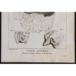 1825 - Viscères de l'estomac humain 