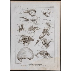 1825 - Muscles de l'oreille chez les mammifères 