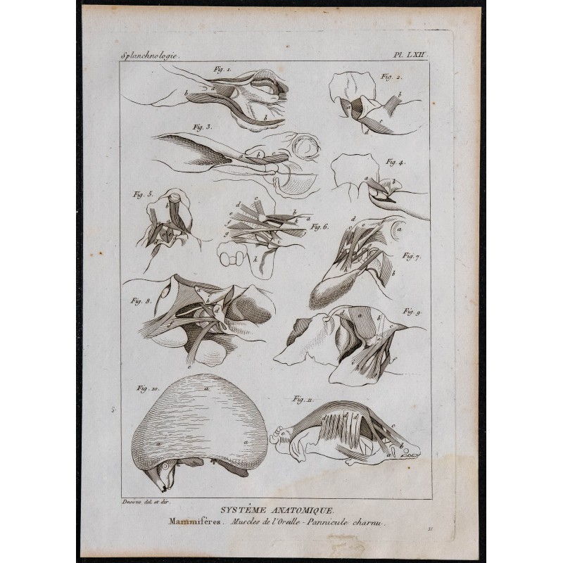 1825 - Muscles de l'oreille chez les mammifères 