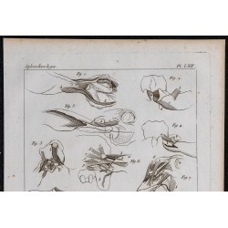1825 - Muscles de l'oreille chez les mammifères 