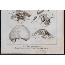 1825 - Muscles de l'oreille chez les mammifères 