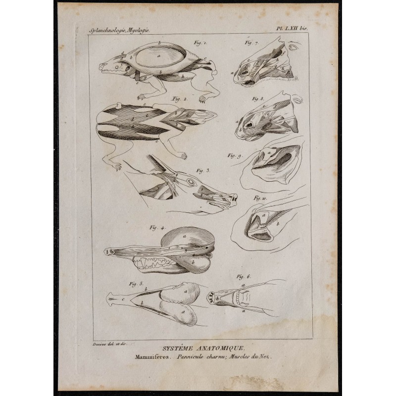 1825 - Musculature du cou des mammifères 