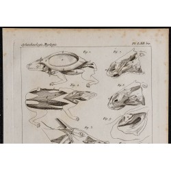 1825 - Musculature du cou des mammifères 
