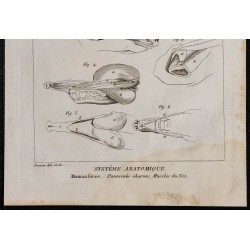 1825 - Musculature du cou des mammifères 