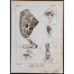 1825 - Muscles du nez de mammifères 