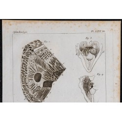 1825 - Muscles du nez de mammifères 