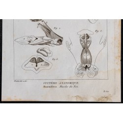 1825 - Muscles du nez de mammifères 