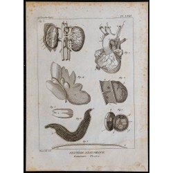 1825 - Viscères du lamantin 