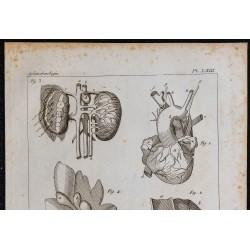 1825 - Viscères du lamantin 