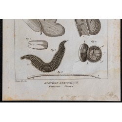 1825 - Viscères du lamantin 