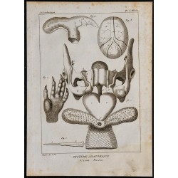 1825 - Viscères de castor 