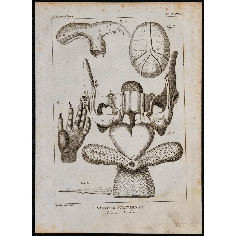 1825 - Viscères de castor 