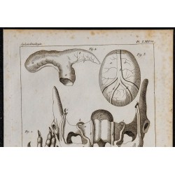 1825 - Viscères de castor 