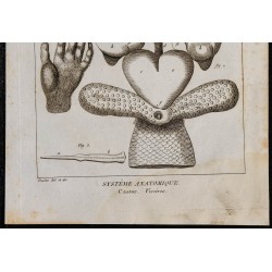 1825 - Viscères de castor 