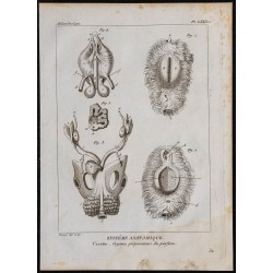 1825 - Organes olfactifs de la civette 
