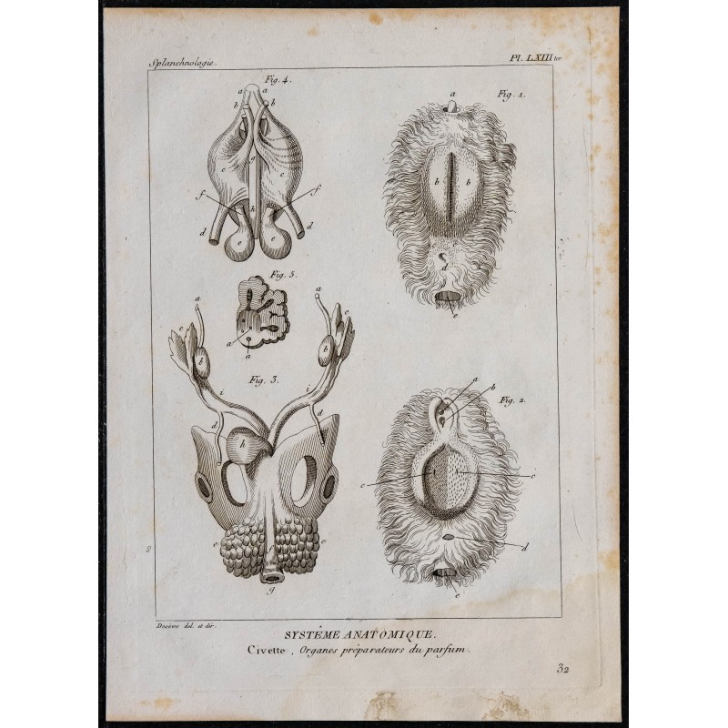 1825 - Organes olfactifs de la civette 