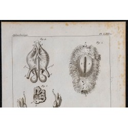 1825 - Organes olfactifs de la civette 