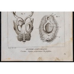 1825 - Organes olfactifs de la civette 