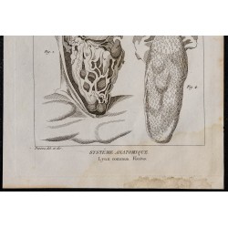 1825 - Viscères du Lynx commun 