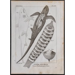 1825 - Viscère de poisson chondrichthyen 
