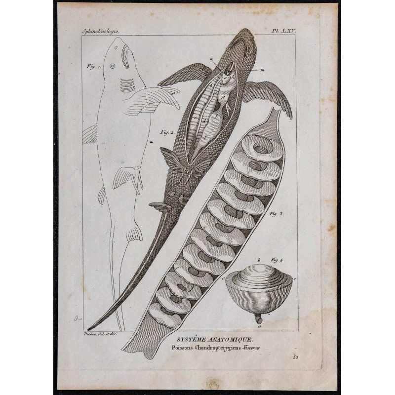 1825 - Viscère de poisson chondrichthyen 