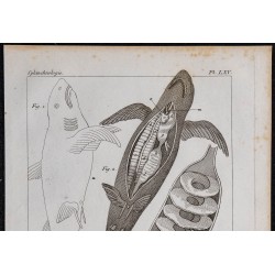 1825 - Viscère de poisson chondrichthyen 