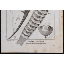 1825 - Viscère de poisson chondrichthyen 