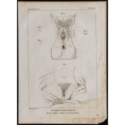 1825 - Système génital et sexe féminin 
