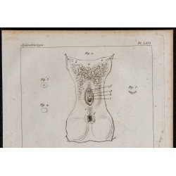 1825 - Système génital et sexe féminin 