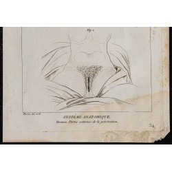 1825 - Système génital et sexe féminin 