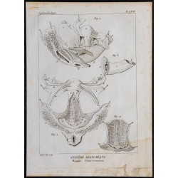 1825 - Utérus humain et ses annexes 