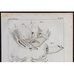 1825 - Utérus humain et ses annexes 