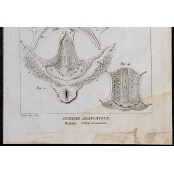 1825 - Utérus humain et ses annexes 