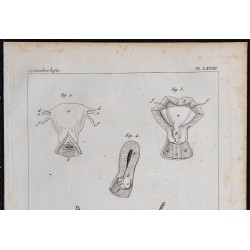 1825 - Utérus humain et annexes 