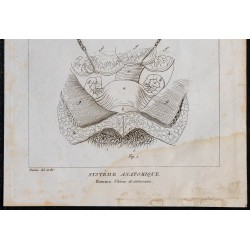 1825 - Utérus humain et annexes 
