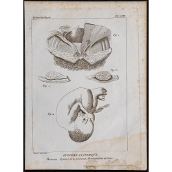 1825 - Développement du fœtus humain 